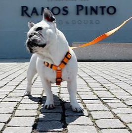 Dashi - Back Harness - Solid Color - Orange