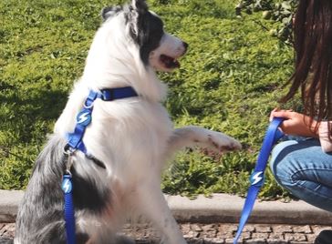 Dashi - Leash - Solid Color - Blue