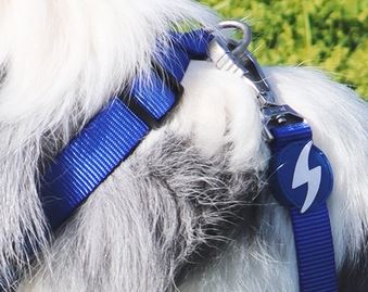 Dashi - Leash - Solid Color - Blue