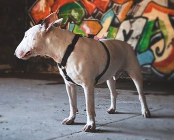 Dashi - Back Harness - Solid Color - Black
