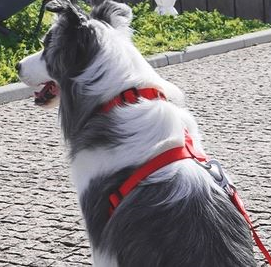 Dashi - Back Harness - Solid Color - Red