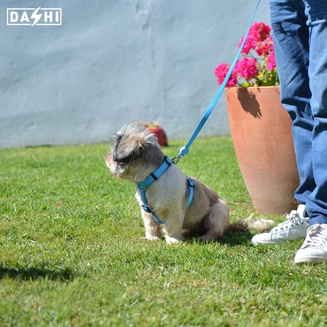 Dashi - Leash - Solid Color - Sky Blue