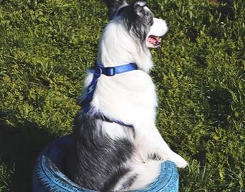 Dashi - Back Harness - Solid Color - Blue