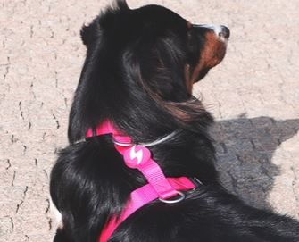 Dashi - Back Harness - Solid Color - Pink