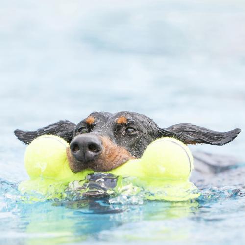 Kong - AirDog - Squeaker Bone