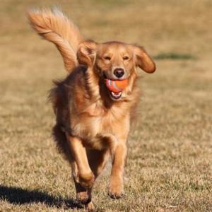 PETMATE - Chuckit! - Tennis Ball