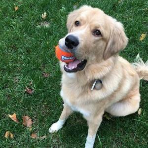 PETMATE - Chuckit! - Tennis Ball
