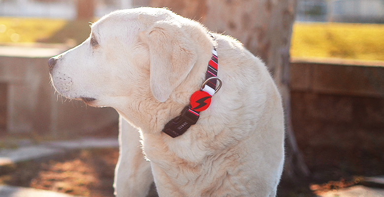 Dashi - Collar - Pattern - Slide