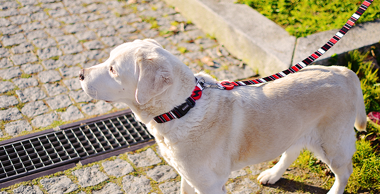 Dashi - Collar - Pattern - Slide