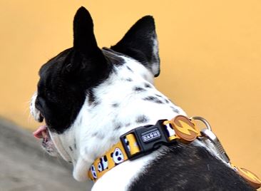Dashi - Collar - Pattern - Snooze