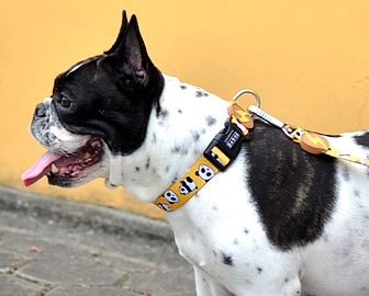 Dashi - Collar - Pattern - Snooze