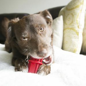 KONG - Dog - Dental Stick