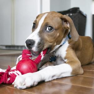 Kong - Dog - Ball with Rope