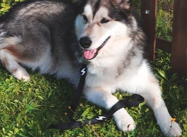 Dashi - Leash - Solid Color - Black