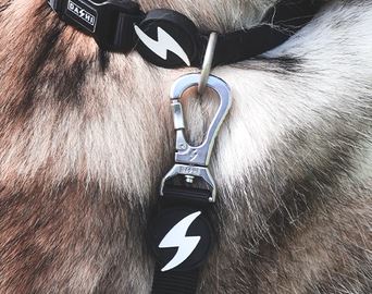 Dashi - Leash - Solid Color - Black