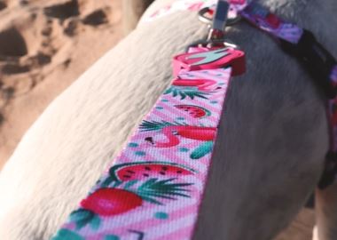 Dashi - Leash - Pattern - Flamingo