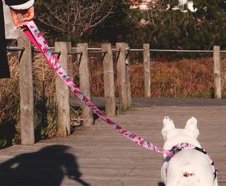 Dashi - Leash - Pattern - Flamingo