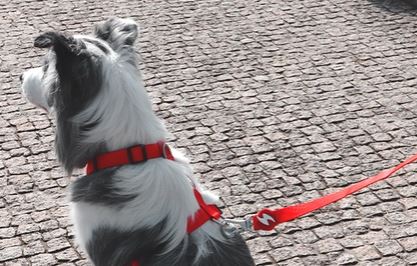 Dashi - Leash - Solid Color - Red