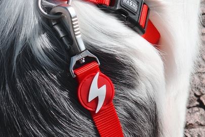 Dashi - Leash - Solid Color - Red