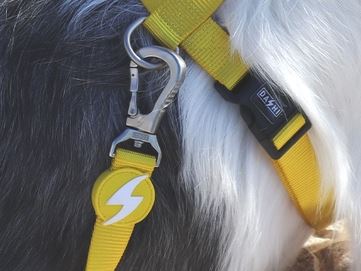 Dashi - Leash - Solid Color - Yellow