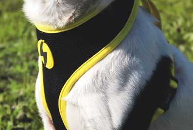 Dashi - Neo Mesh - Pattern - Banana