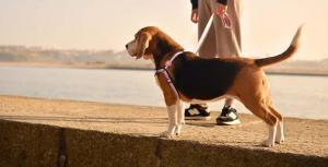 Dashi - Front Harness - Pattern - Stripes3 - Pink & Black