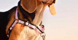 Dashi - Front Harness - Pattern - Stripes3 - Pink & Black