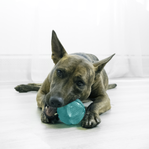 Kong - Squeezz - Dental Ball