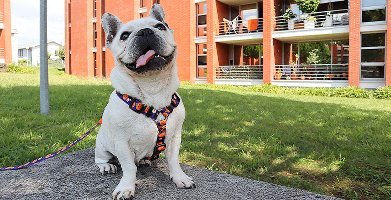 Dashi - Back Harness - Pattern - Pumpkin