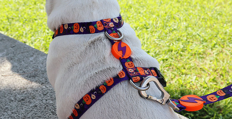 Dashi - Back Harness - Pattern - Pumpkin