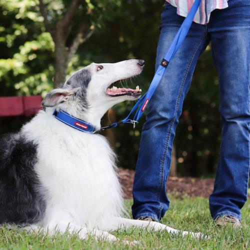 EzyDog - Leash - Vario 4 Lite