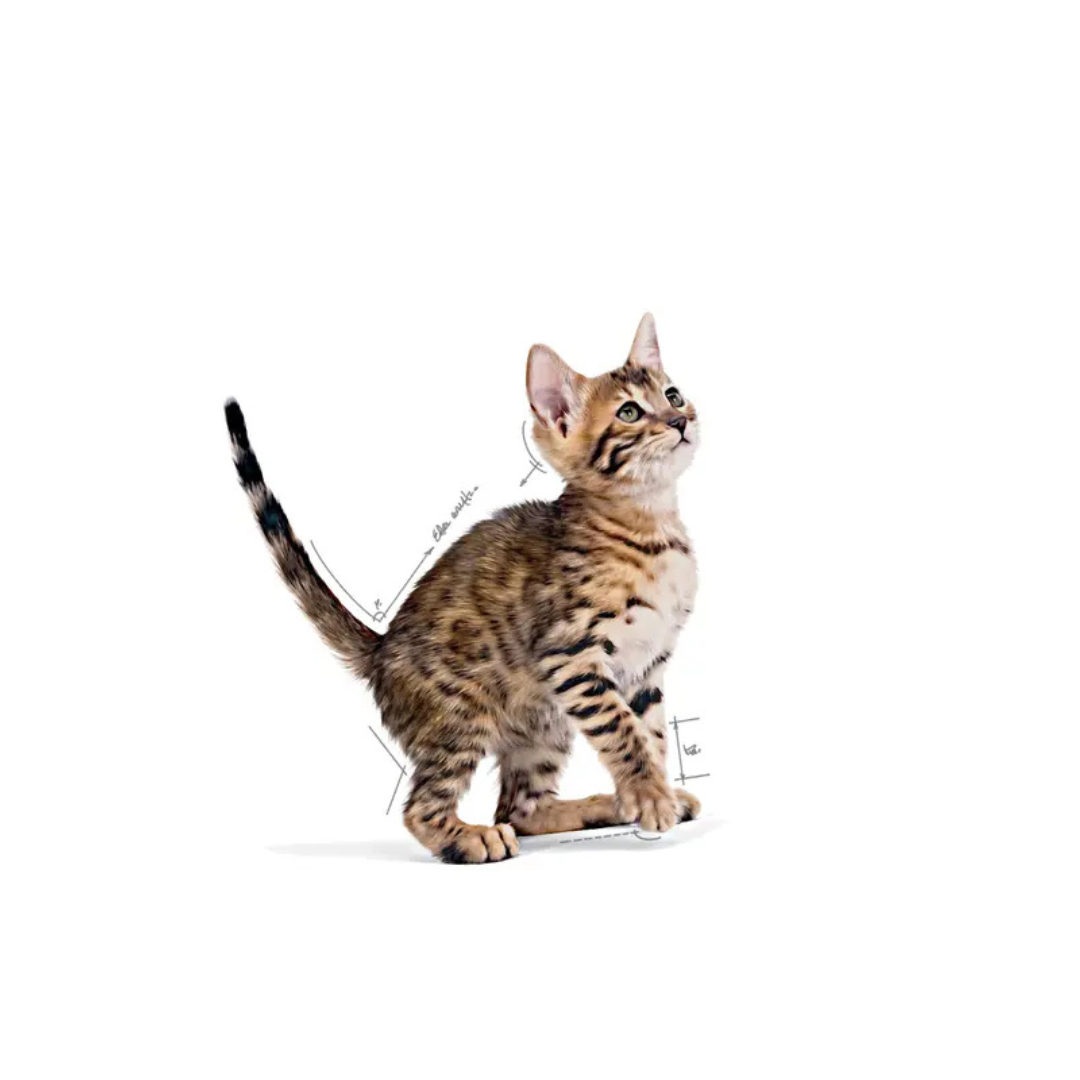 Kitten Sterilised en Gelée 12x85g- Aliment Humide- Royal Canin