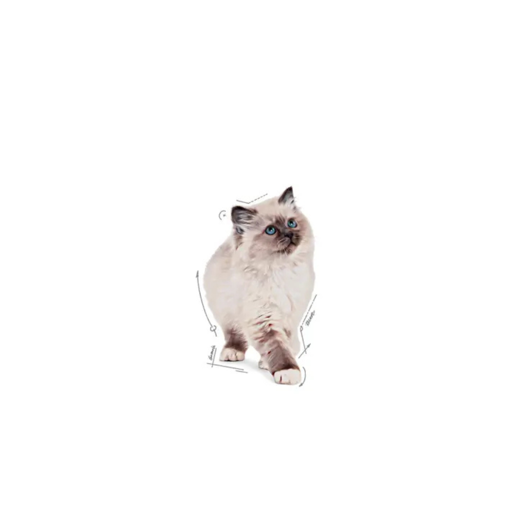 Gelée pour chaton- Aliment Humide- Royal Canin