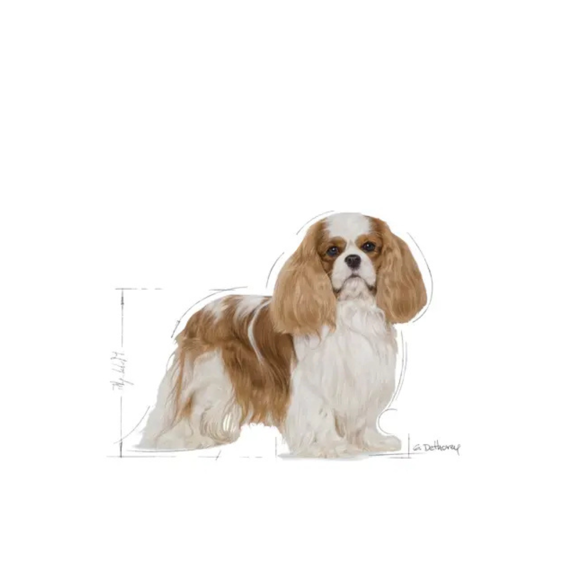 Cavalier King Charles Adulte -  Aliment sec - Royal Canin