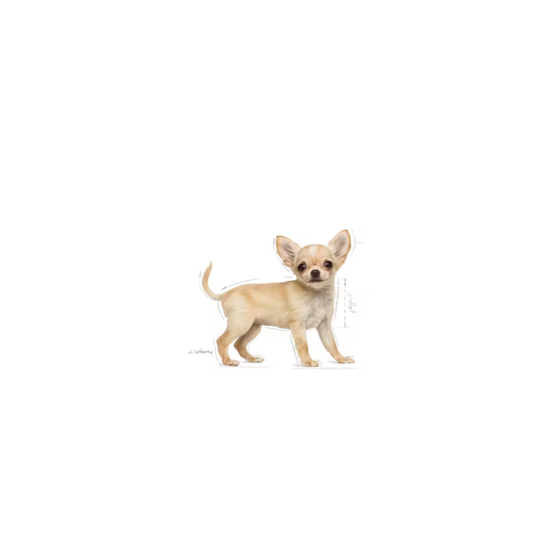 Chiot Chihuahua - Aliment sec - Royal Canin