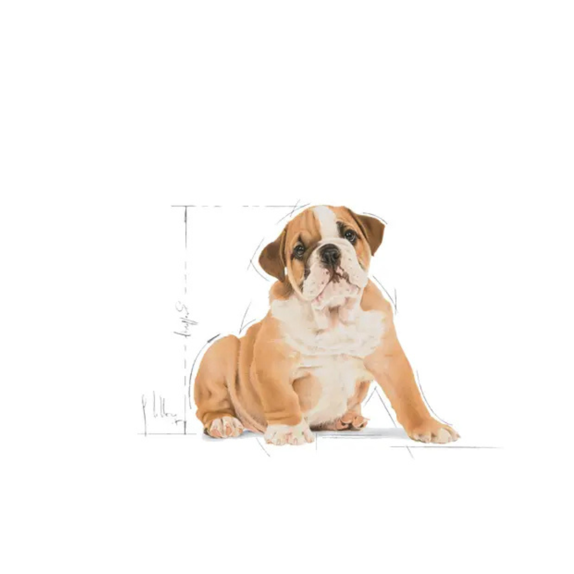 Chiot Bulldog - Aliment sec - Royal Canin