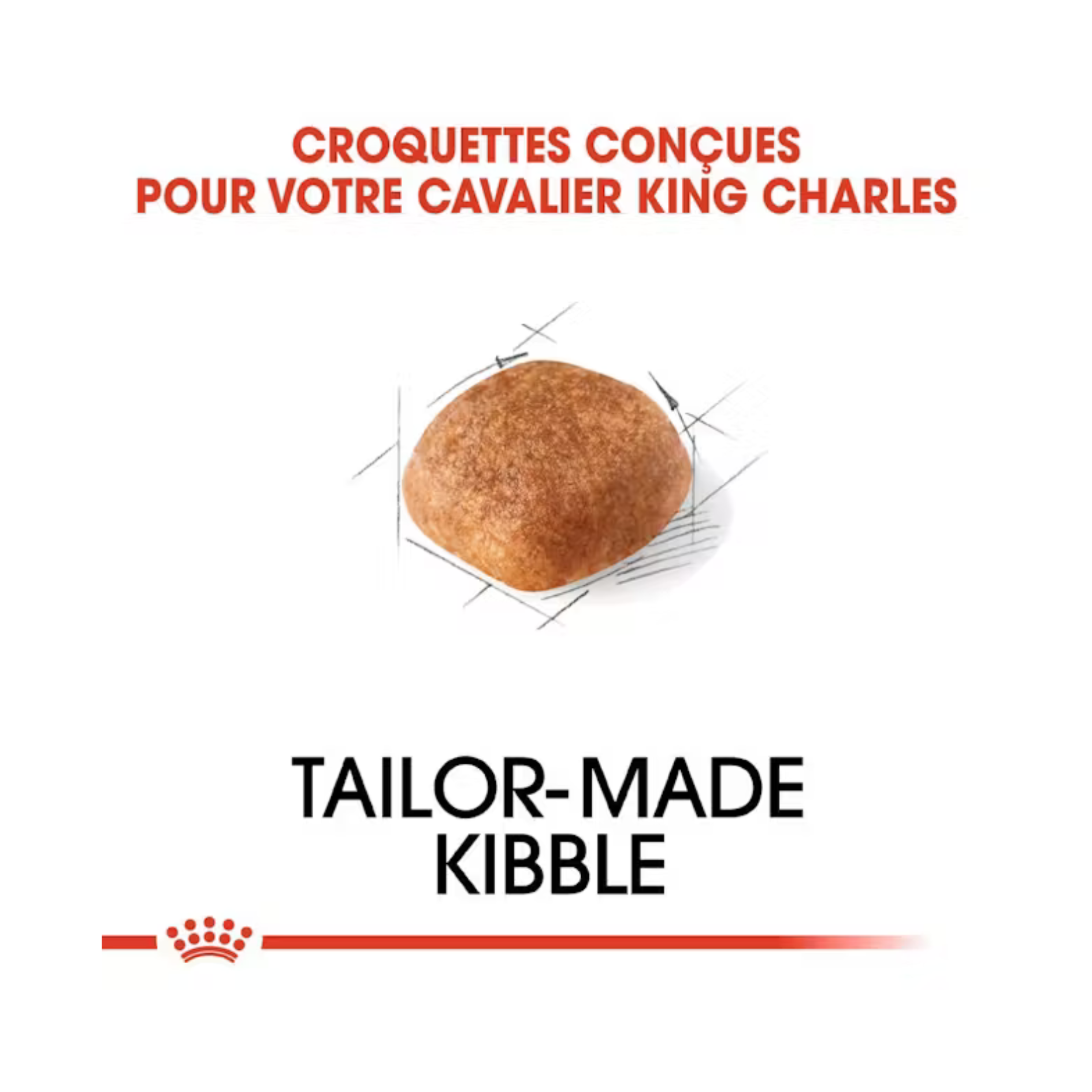 Cavalier King Charles Adulte -  Aliment sec - Royal Canin