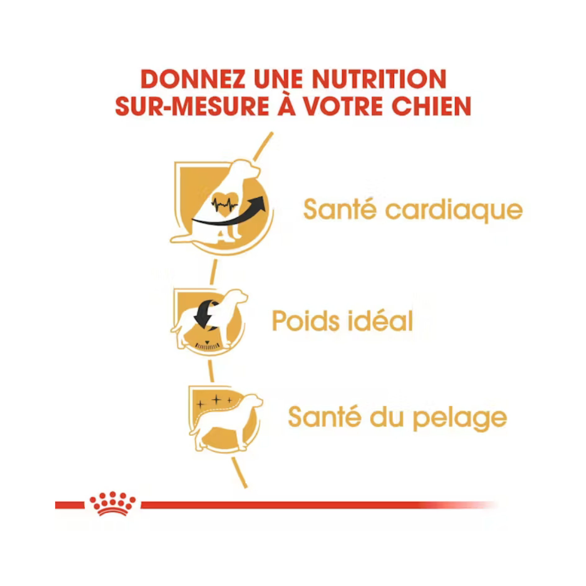 Cavalier King Charles Adulte -  Aliment sec - Royal Canin