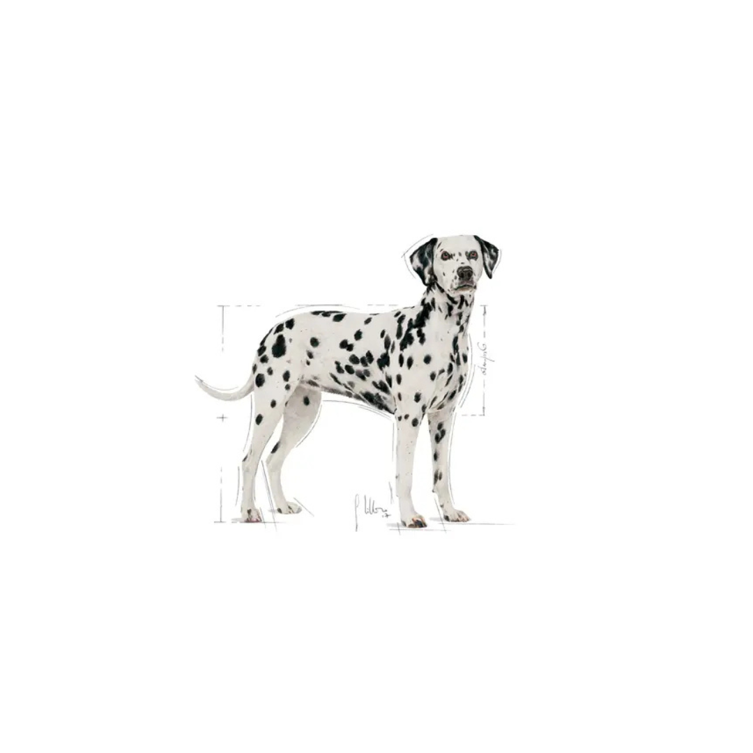 Dalmatian Adult- Alimentation Sec- Royal Canin