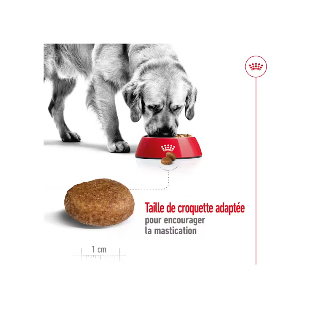 Maxi Adult 5+ Aliment Sec- Royal Canin