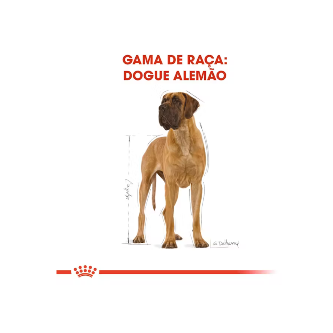 Great Dane Adult- Alimento Seco- Royal Canin