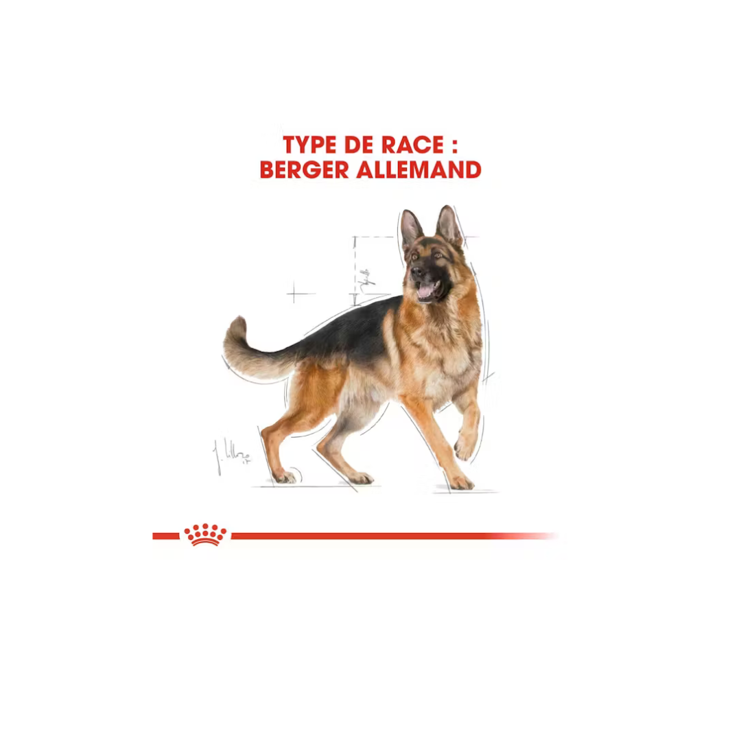 Berger Allemand - Alimentation sèche- Royal Canin 