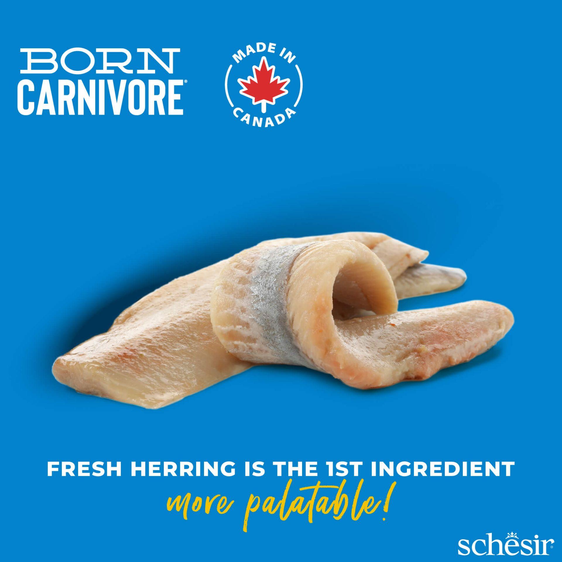 Schesir Chat Born Carnivore Hareng & Saumon – 1,25 kg