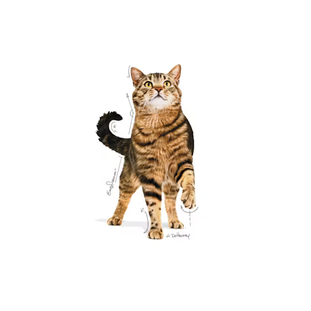 Appetite Control 12x85g- Aliment Humide- Royal Canin 