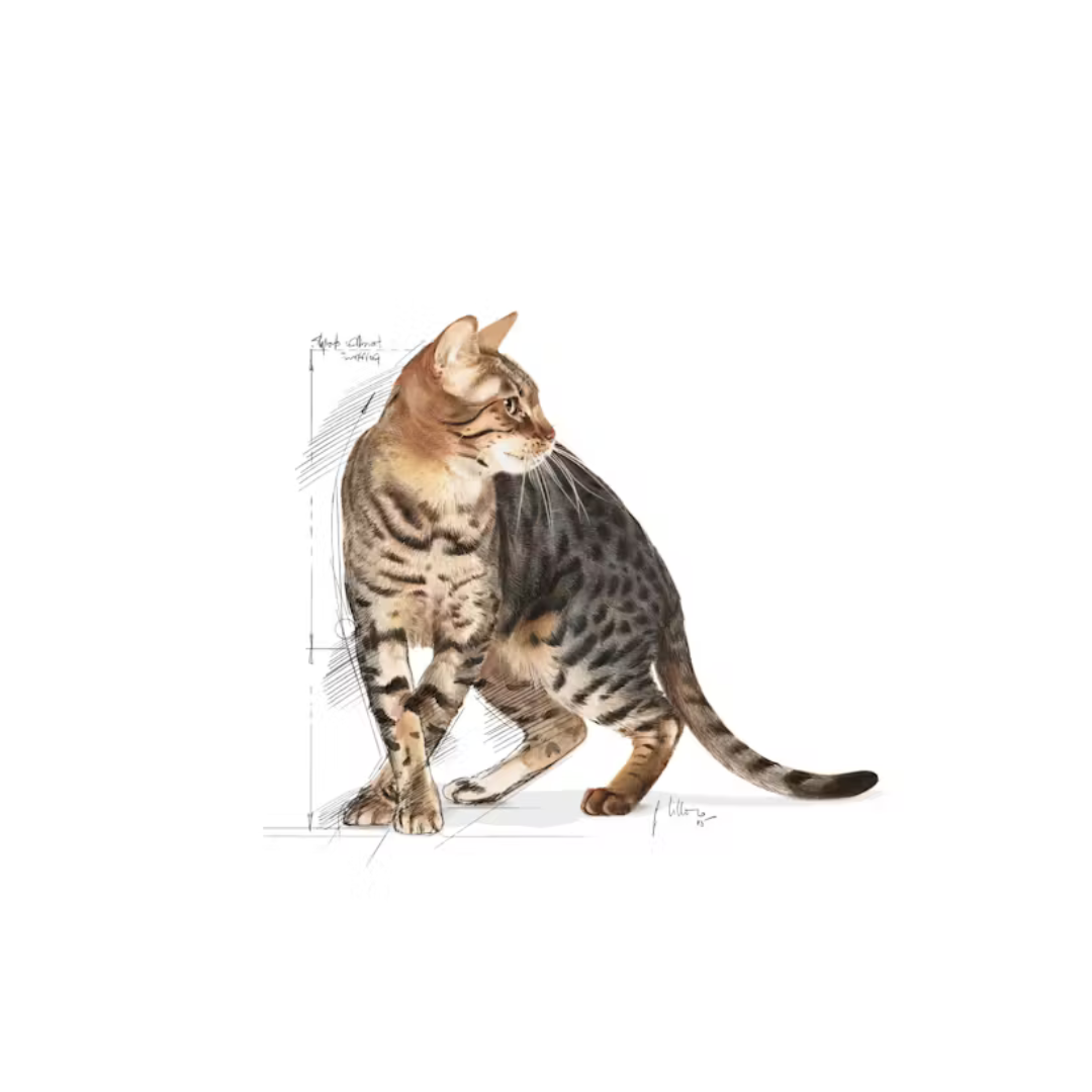 Outdoor 7+ Aliment Sec- Royal Canin 