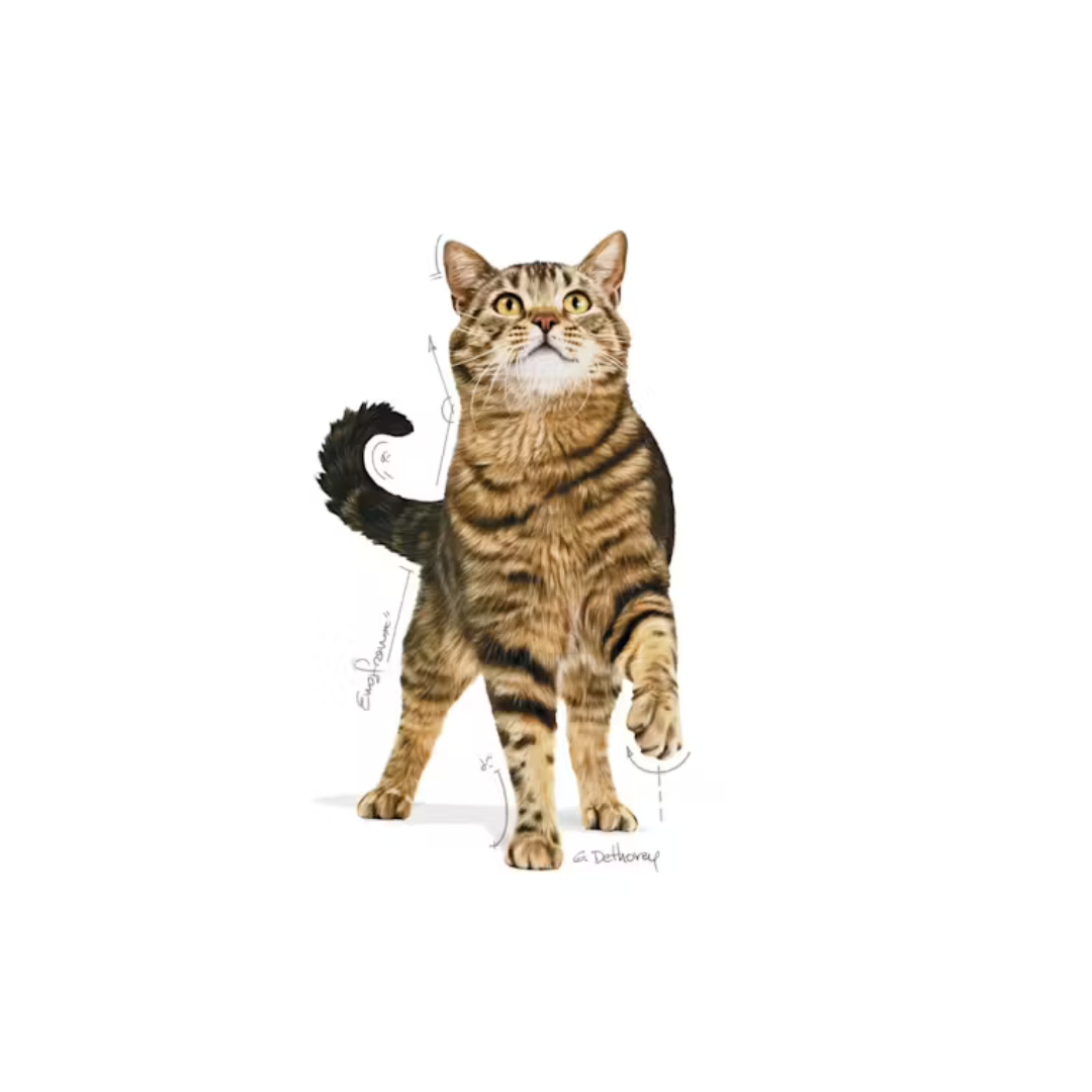 Appetite Control Care – Aliment sec pour chats- Royal Canin 