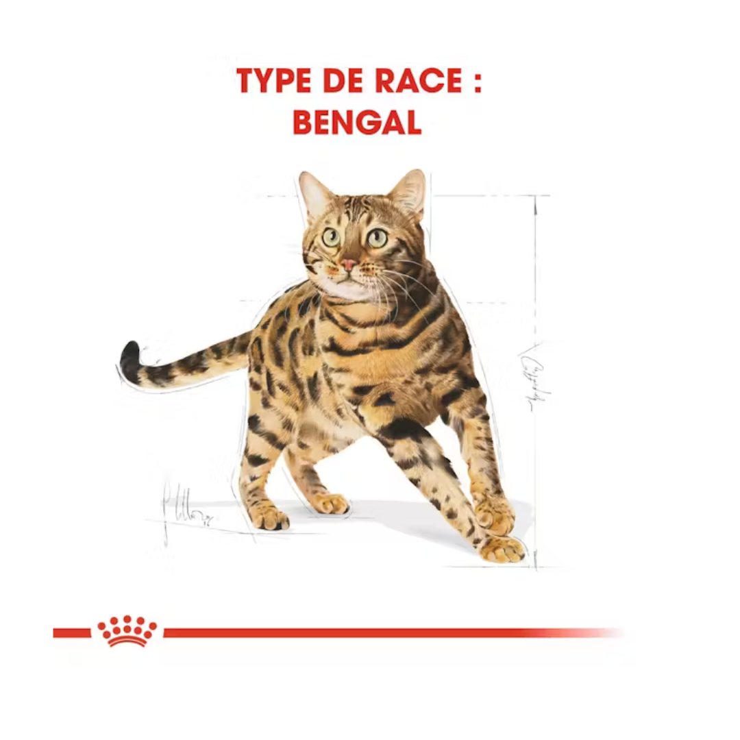 Bengal Adult- Aliment Sec- Royal Canin 