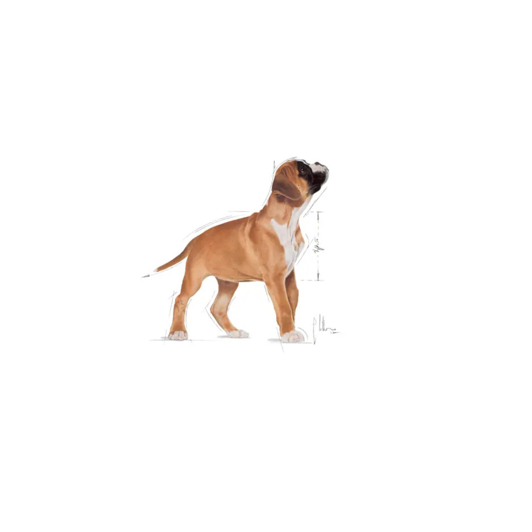 Boxer Chiot- Aliment Sec- Royal Canin