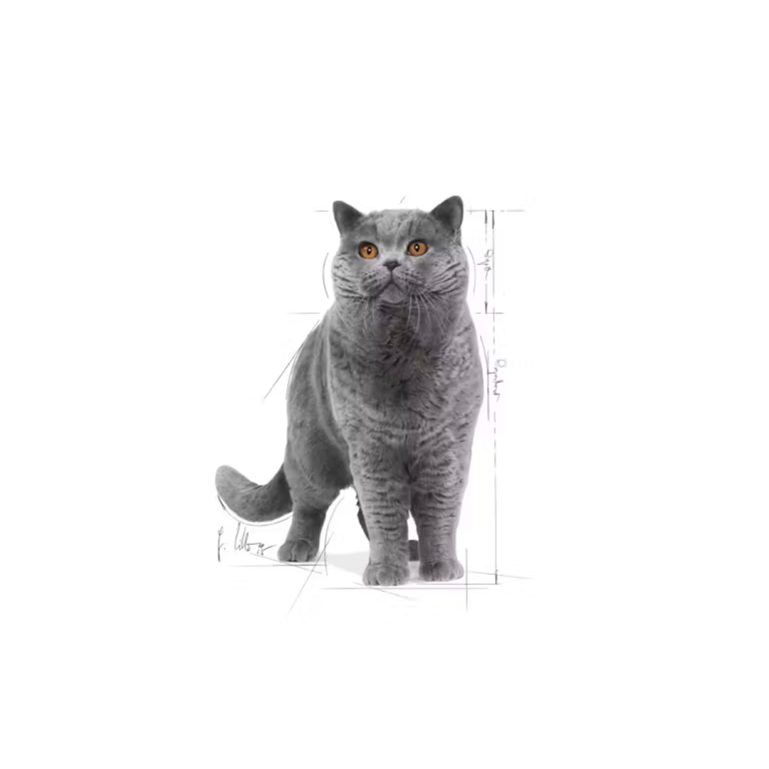 British Shorthair Adult en Sauce 12x85g- Aliment Humide- Royal Canin