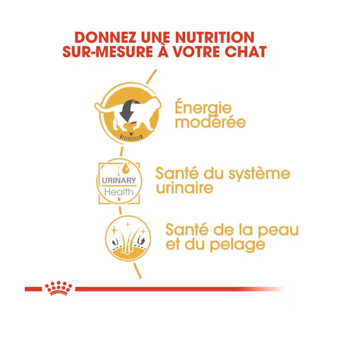 British Shorthair Adult en Sauce 12x85g- Aliment Humide- Royal Canin